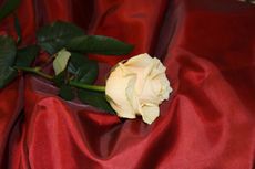Rose-30.jpg